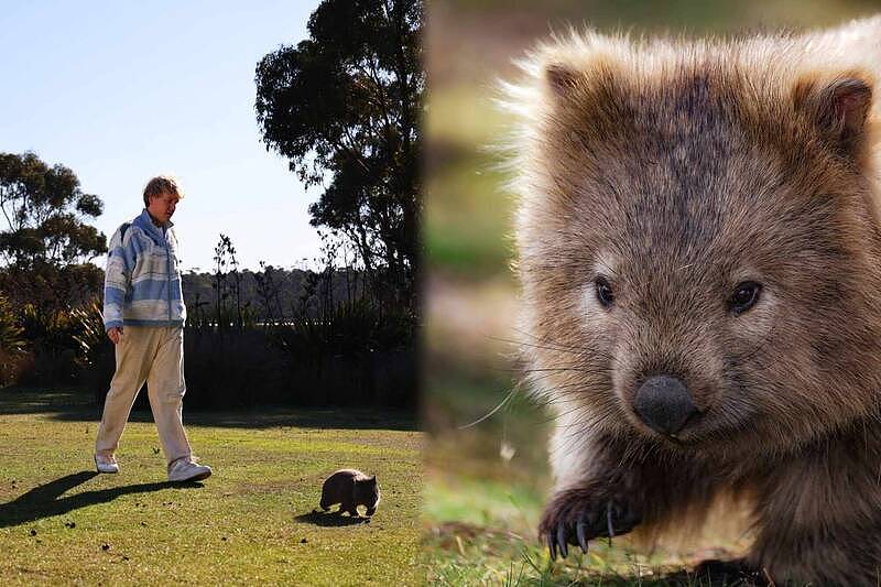 梦幻打工！ 澳洲塔斯马尼亚旅游局招募“袋熊步行者”（组图） - 1