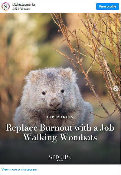 梦幻打工！ 澳洲塔斯马尼亚旅游局招募“袋熊步行者”（组图） - 2