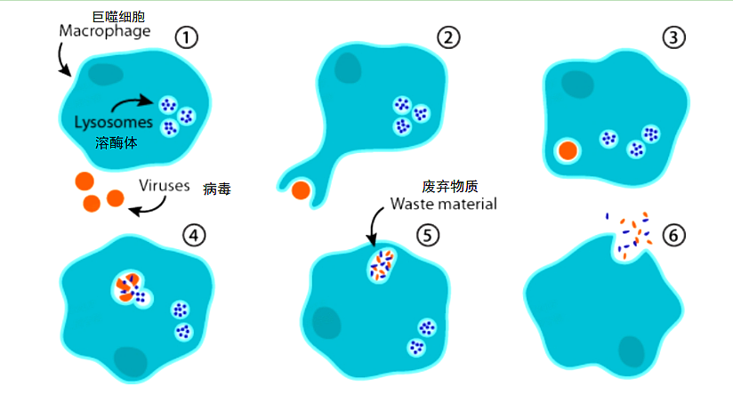 把正在吸血的蚊子拍死，它的嘴会断在肉里吗（组图） - 4