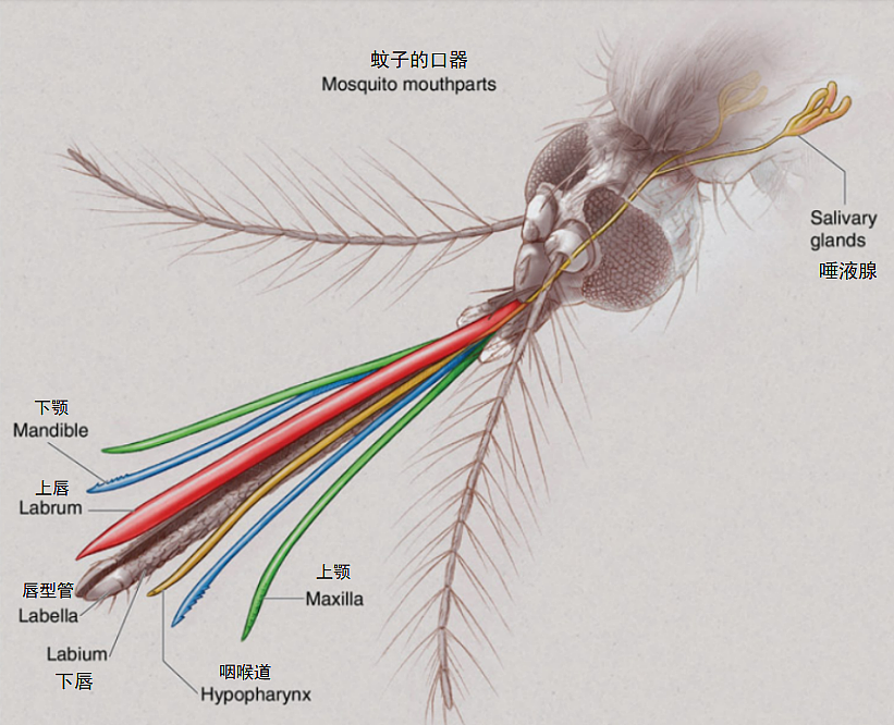 把正在吸血的蚊子拍死，它的嘴会断在肉里吗（组图） - 2