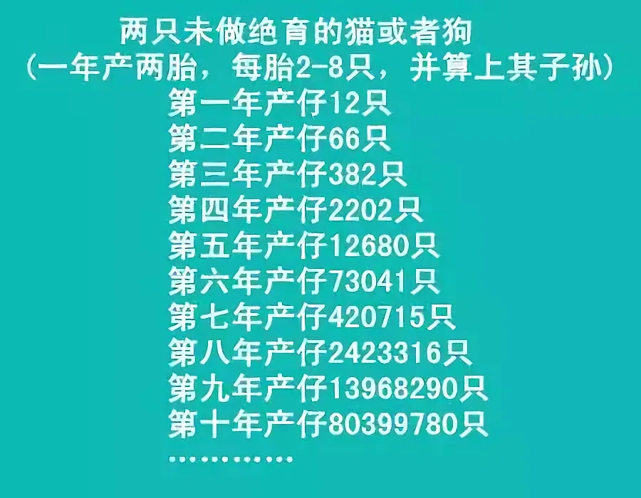 【宠物】100多只公猫集体割蛋，一看“躺尸”场面，好笑又心疼哈哈哈哈哈哈（组图） - 13