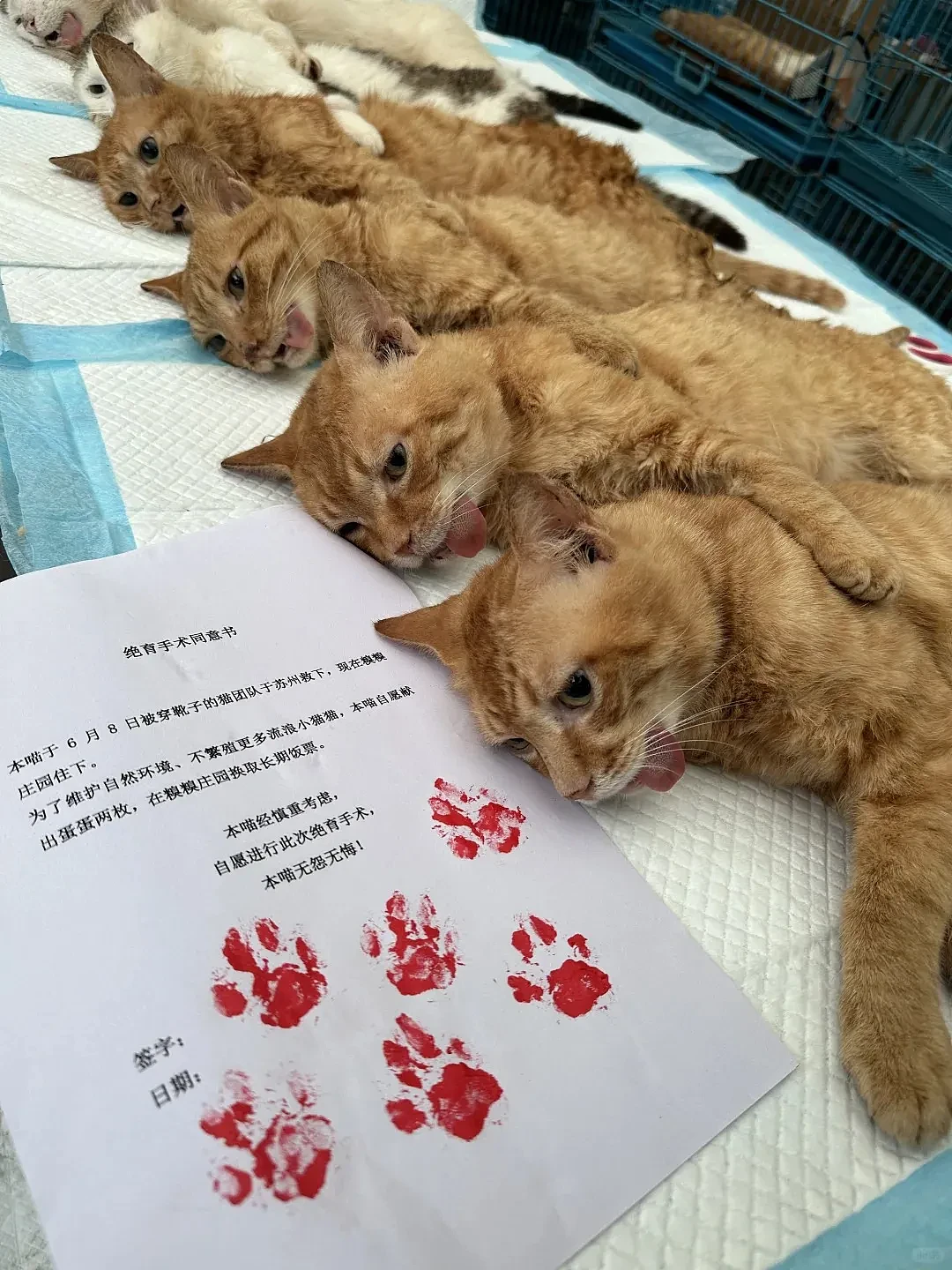 【宠物】100多只公猫集体割蛋，一看“躺尸”场面，好笑又心疼哈哈哈哈哈哈（组图） - 2