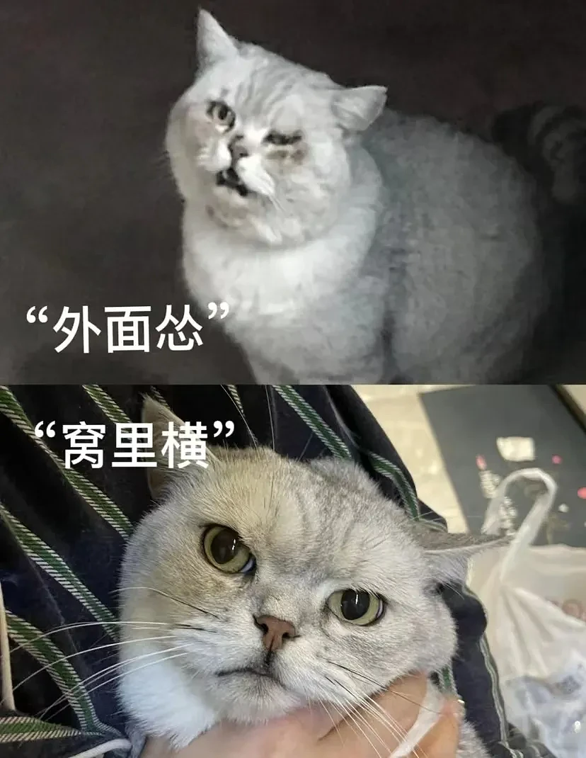 【宠物】网友养的猫偷遛出去干架，结果被黄毛狠揍一顿，猫：麻麻，我是去参加变形记（组图） - 16