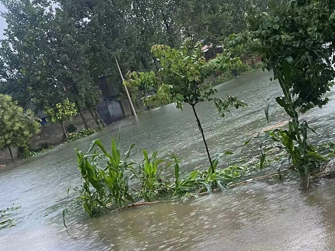 大旱后暴雨，河南农户浇水抢回来的庄稼又淹了（组图） - 2