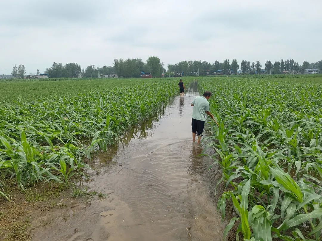 大旱后暴雨，河南农户浇水抢回来的庄稼又淹了（组图） - 1