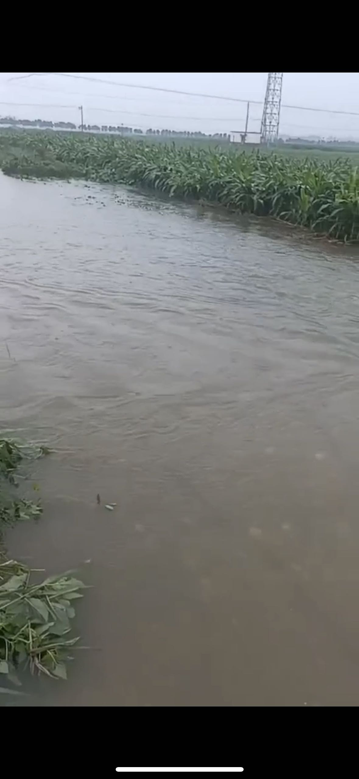 大旱后暴雨，河南农户浇水抢回来的庄稼又淹了（组图） - 6