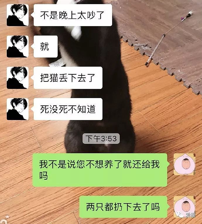 女生和室友吵架亲手从14楼扔下对方2只猫？撕X聊天记录和视频被扒太癫了（组图） - 11