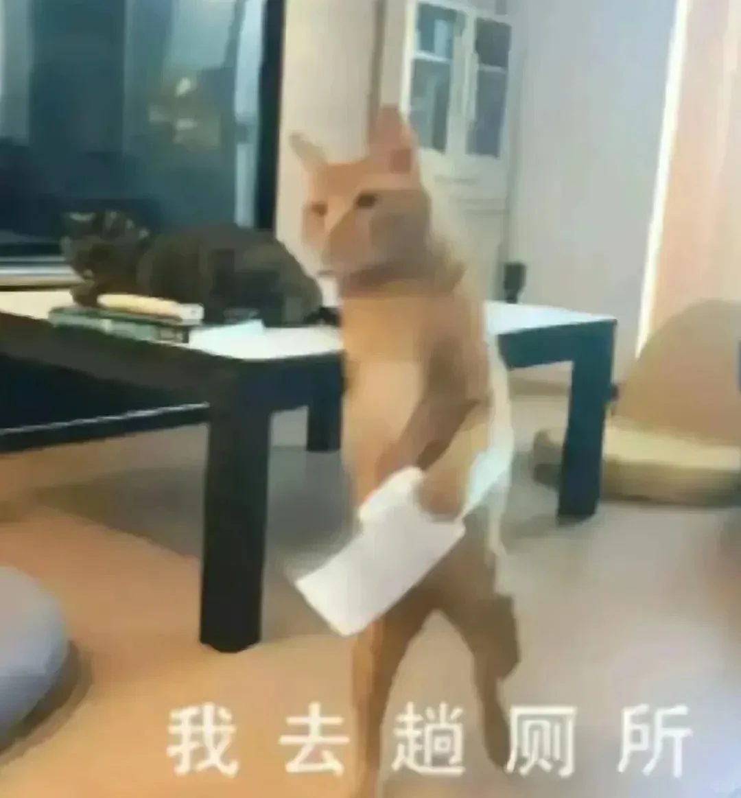 【宠物】远远看见一只橘猫倒在血泊中，好心人刚想去收尸，结果...它活了（组图） - 12