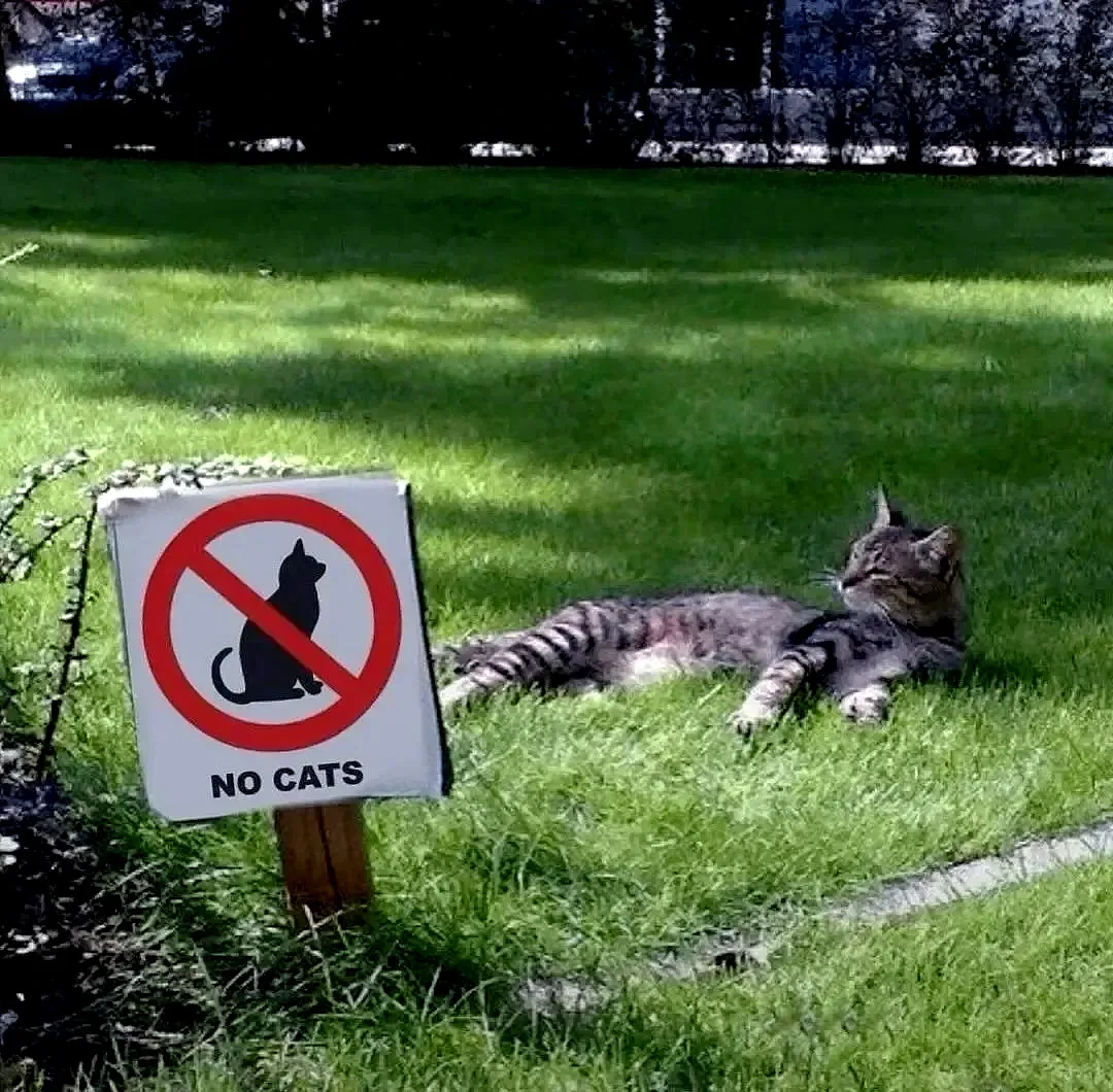 【宠物】远远看见一只橘猫倒在血泊中，好心人刚想去收尸，结果...它活了（组图） - 31