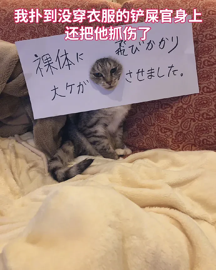 【宠物】远远看见一只橘猫倒在血泊中，好心人刚想去收尸，结果...它活了（组图） - 29