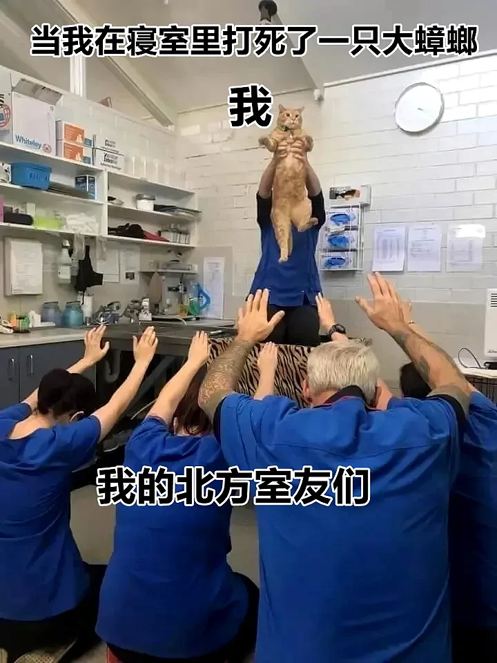 【宠物】远远看见一只橘猫倒在血泊中，好心人刚想去收尸，结果...它活了（组图） - 19