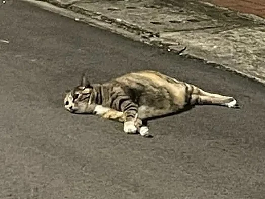 【宠物】远远看见一只橘猫倒在血泊中，好心人刚想去收尸，结果...它活了（组图） - 3