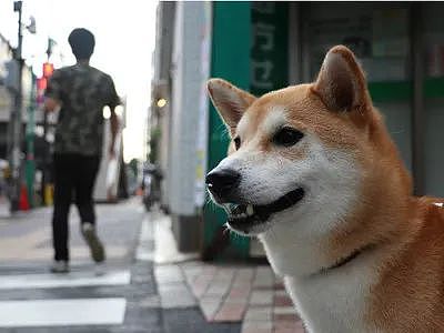 悉尼的孩子太幸福了！校长把这些东西都带进了校园，真的太好玩了...（组图） - 8