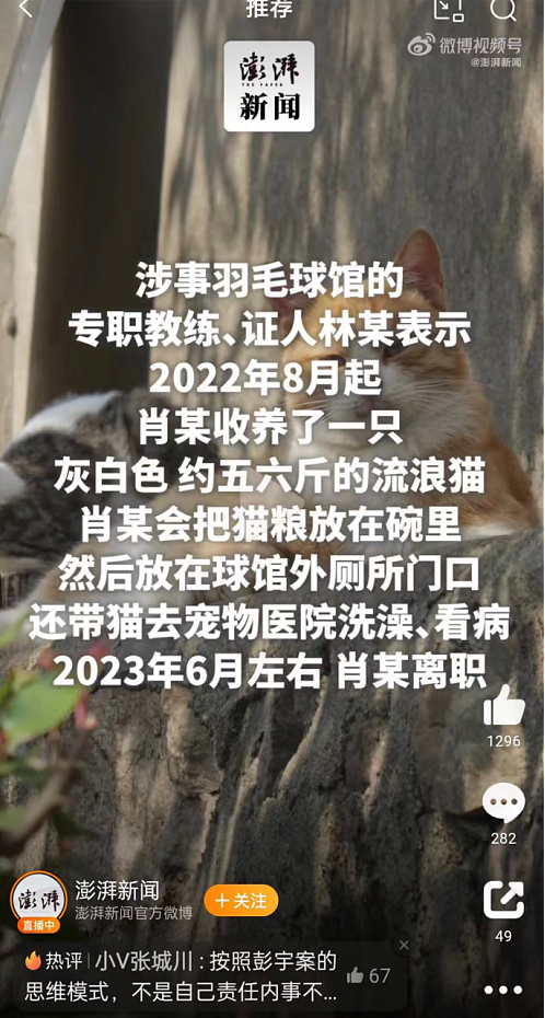 全网炸锅！上海小伙投喂流浪猫被判赔24万？真相没有那么简单…（组图） - 8