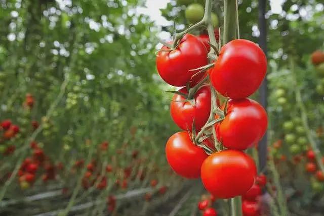 和西红柿“相克”的3种食物，很多人还不知道，了解一下（组图） - 10