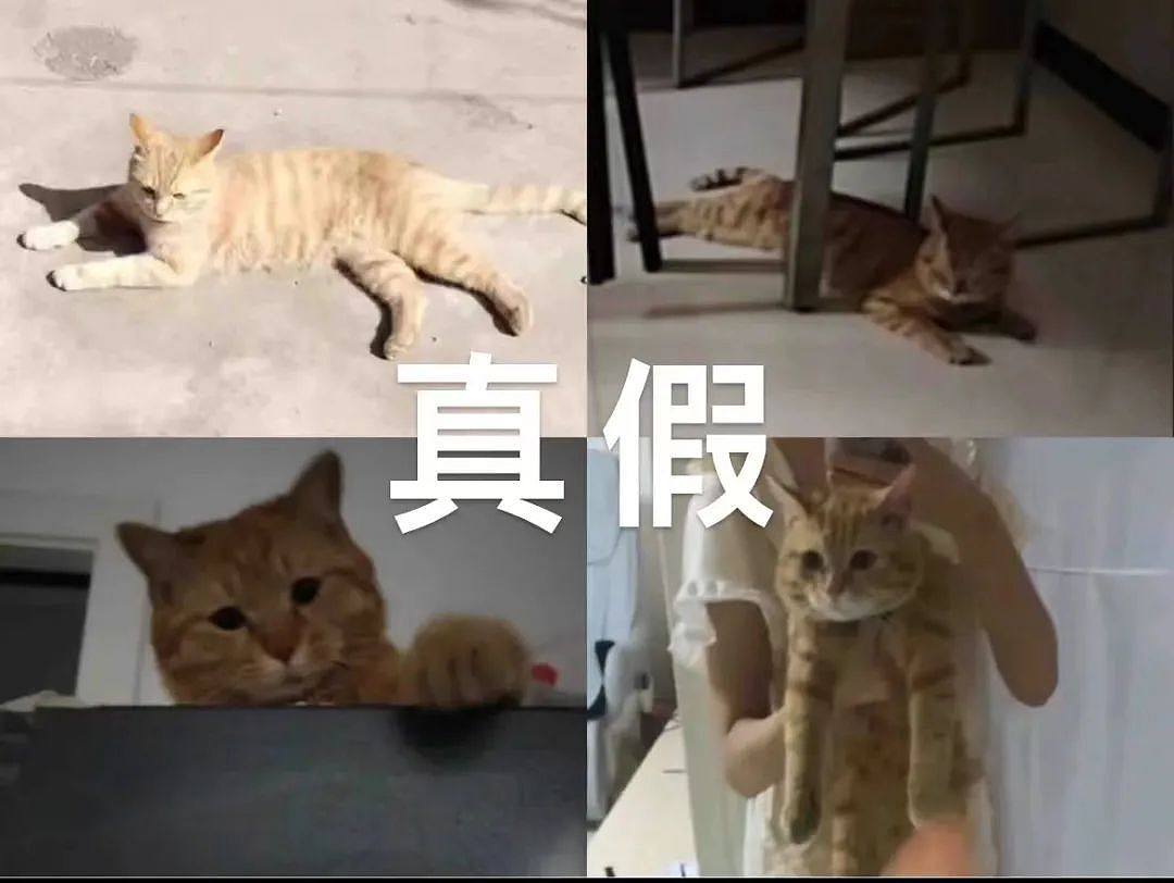 【宠物】女子抱错猫回家3天，半夜原住民竟带女友回家，网友：这猫演技太绝了（组图） - 2