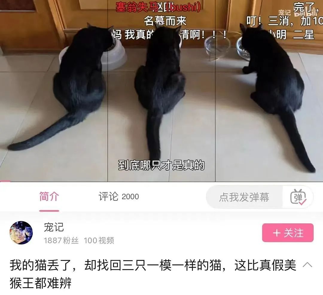 【宠物】女子抱错猫回家3天，半夜原住民竟带女友回家，网友：这猫演技太绝了（组图） - 16