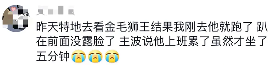 【宠物】网友爬泰山遇到网红橘猫，被撸了3年结果一脸班味，猫：这破班猫都不想上（组图） - 13