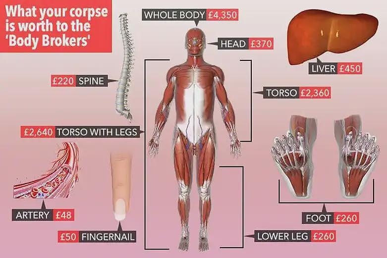 “异体骨”用于何处？有哪些传染风险？建议立法重罚尸体倒卖（组图） - 14