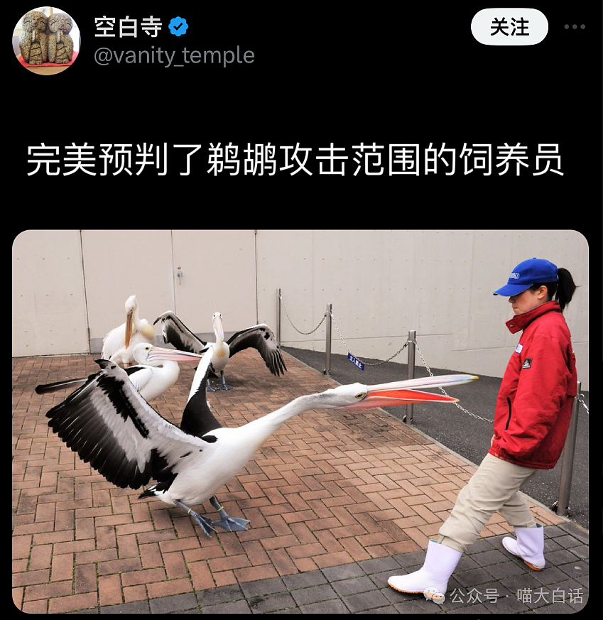 【爆笑】“不顾爸妈反对把猫带回家后……”哈哈哈哈哈这反转服了（组图） - 15