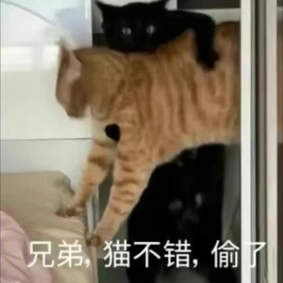 【爆笑】“不顾爸妈反对把猫带回家后……”哈哈哈哈哈这反转服了（组图） - 2