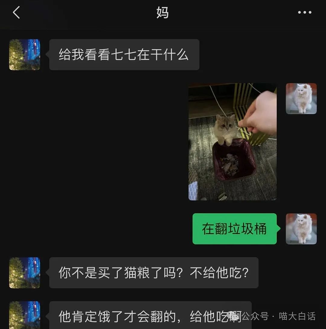 【爆笑】“不顾爸妈反对把猫带回家后……”哈哈哈哈哈这反转服了（组图） - 7