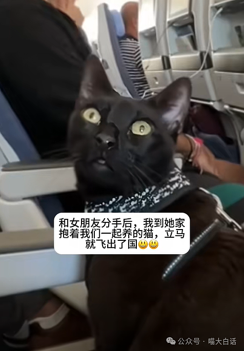 【爆笑】“不顾爸妈反对把猫带回家后……”哈哈哈哈哈这反转服了（组图） - 33