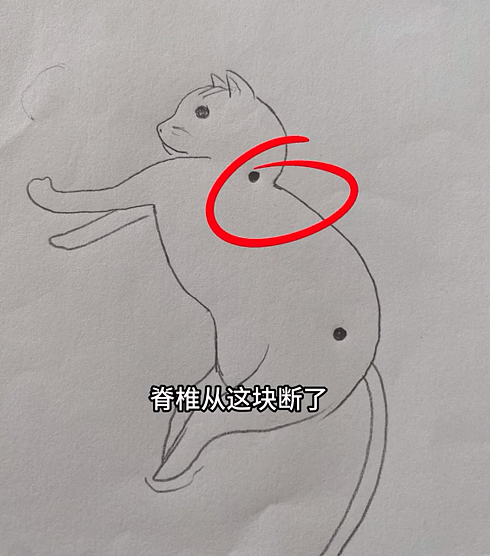 【宠物】猫咪总把狗揍得邦邦响，最后它竟为救狗子失去生命…几月后命运让它们再次“相遇”…（组图） - 10