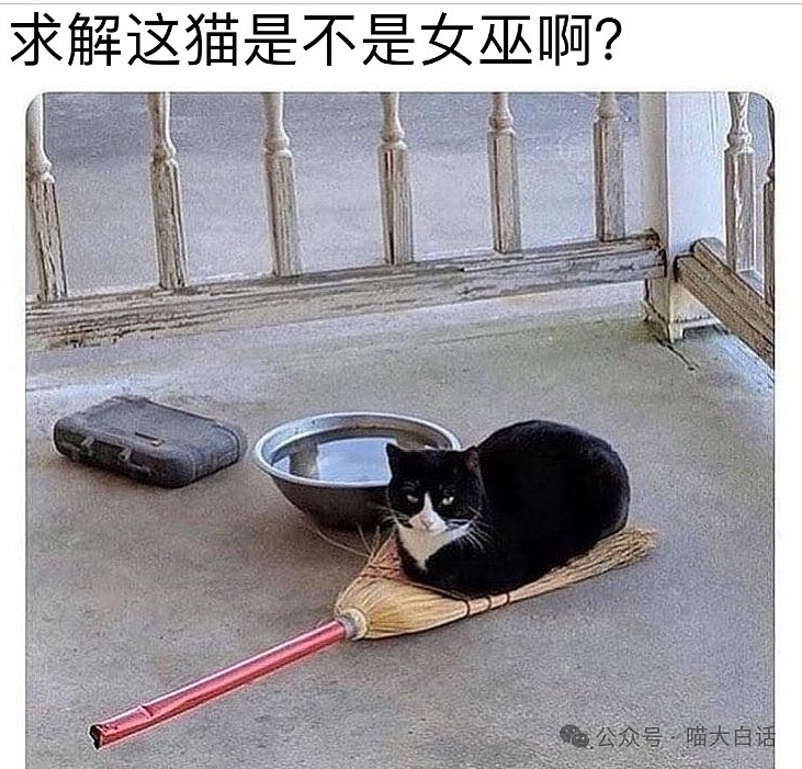 【爆笑】“不顾爸妈反对把猫带回家后……”哈哈哈哈哈这反转服了（组图） - 24