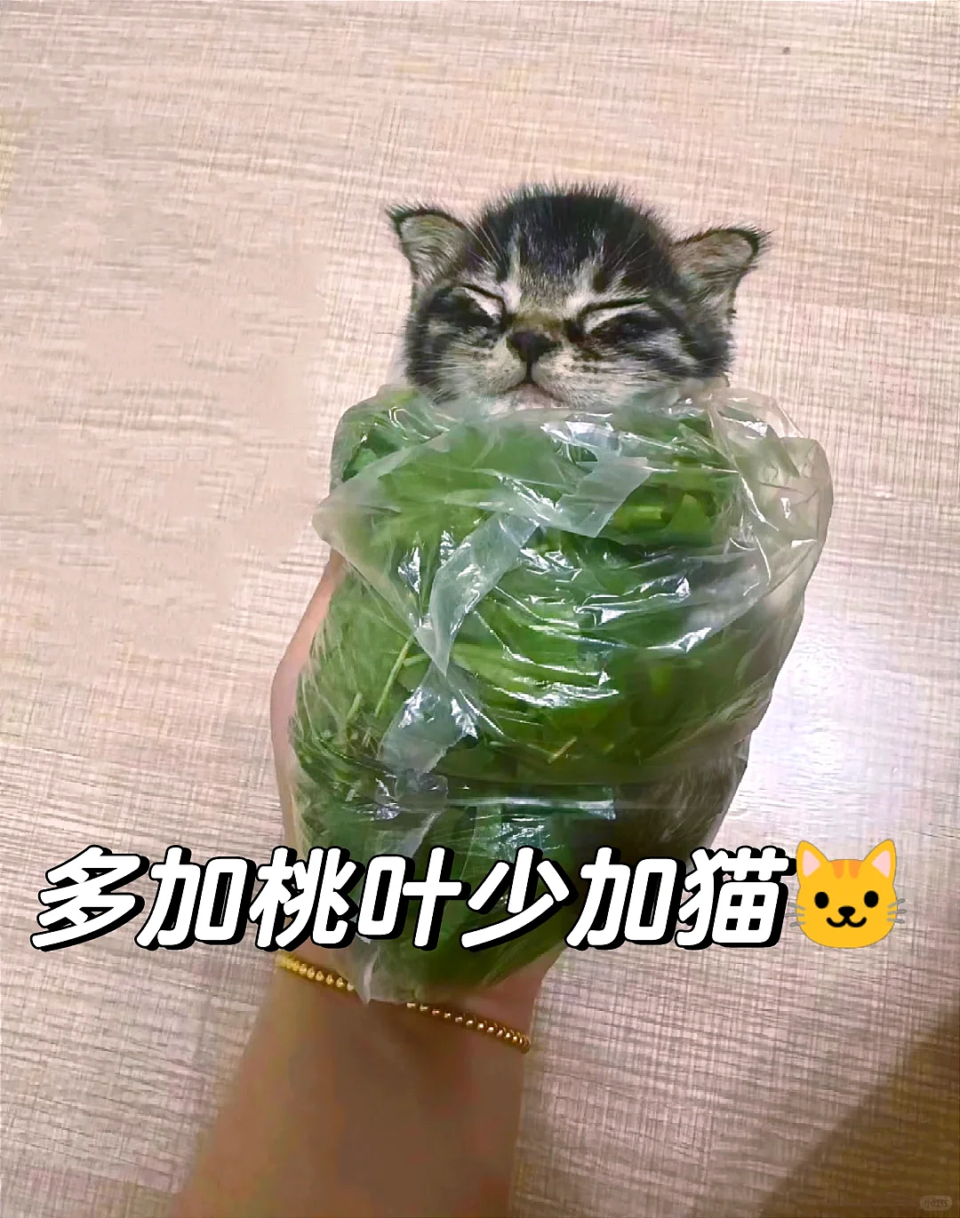 【宠物】奶奶用偏方做“小猫卷”驱虫，评论区馋哭了：老板多放猫咪不要葱（组图） - 14