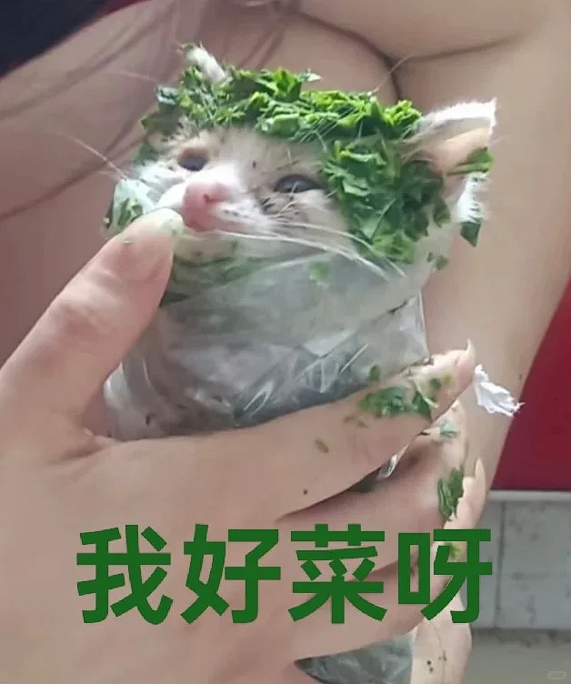 【宠物】奶奶用偏方做“小猫卷”驱虫，评论区馋哭了：老板多放猫咪不要葱（组图） - 13