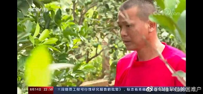 全红婵热度不退有家归不得，中国跳水女王全家搬去偏僻果园住避静（组图） - 4