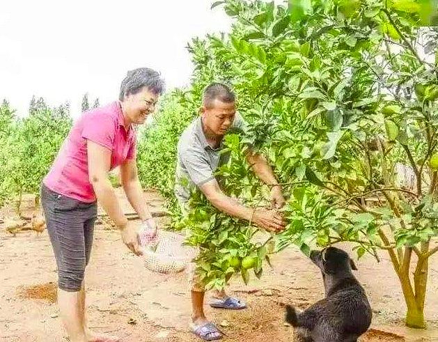 全红婵热度不退有家归不得，中国跳水女王全家搬去偏僻果园住避静（组图） - 3