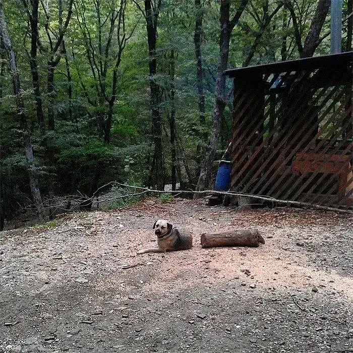 【宠物】白猫被狸花猫捅穿肚子，主人吓到尖叫，仔细一看....嚯好家伙哈哈哈（组图） - 16