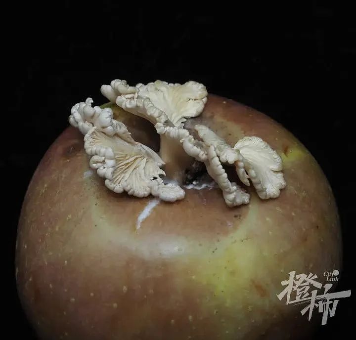 浙江姑娘红遍全网的苹果蘑菇，有后代了！会是什么神奇的味道？（组图） - 1