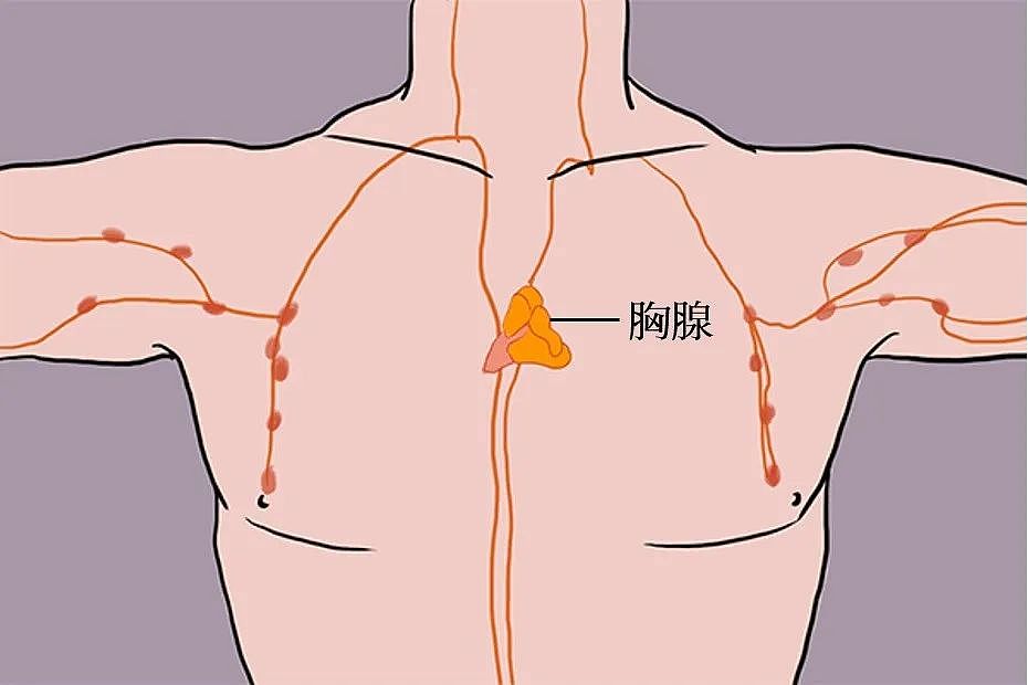 墨尔本科学家最新发现！让身体保持年轻的秘密（组图） - 1