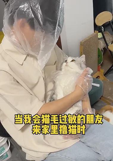 【宠物】网友养二胎猫后，原住猫一直打喷嚏，医生说出真相：它对猫过敏（组图） - 8