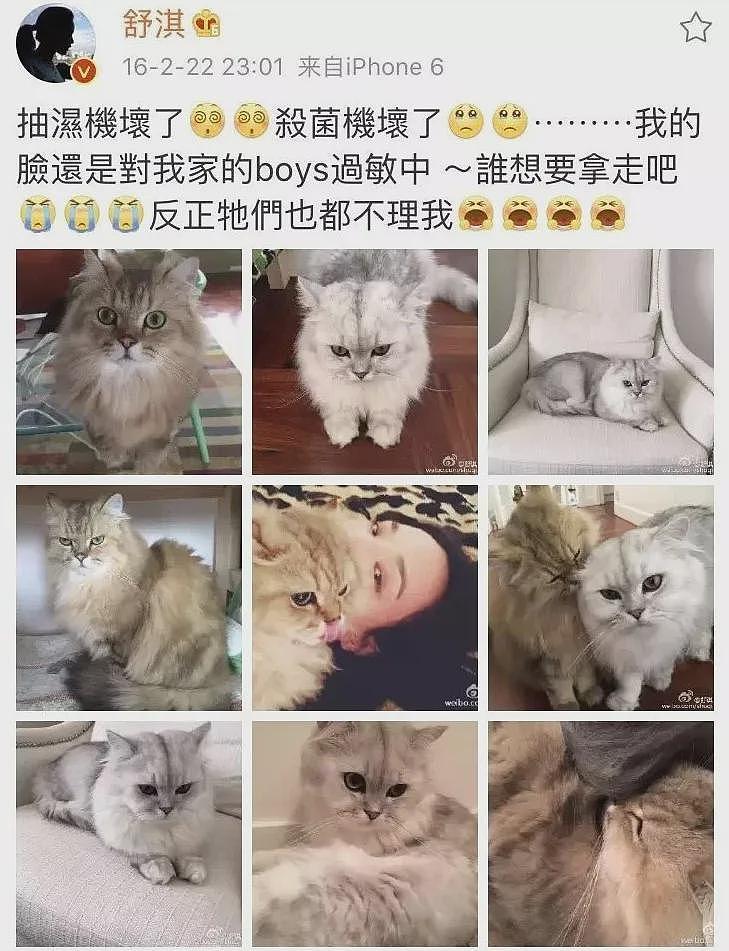 【宠物】网友养二胎猫后，原住猫一直打喷嚏，医生说出真相：它对猫过敏（组图） - 7