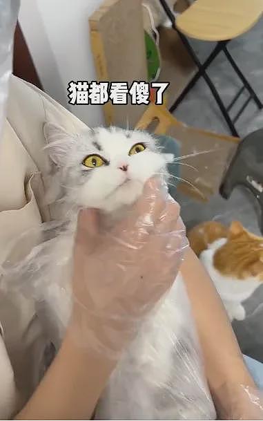 【宠物】网友养二胎猫后，原住猫一直打喷嚏，医生说出真相：它对猫过敏（组图） - 13