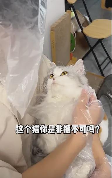 【宠物】网友养二胎猫后，原住猫一直打喷嚏，医生说出真相：它对猫过敏（组图） - 10