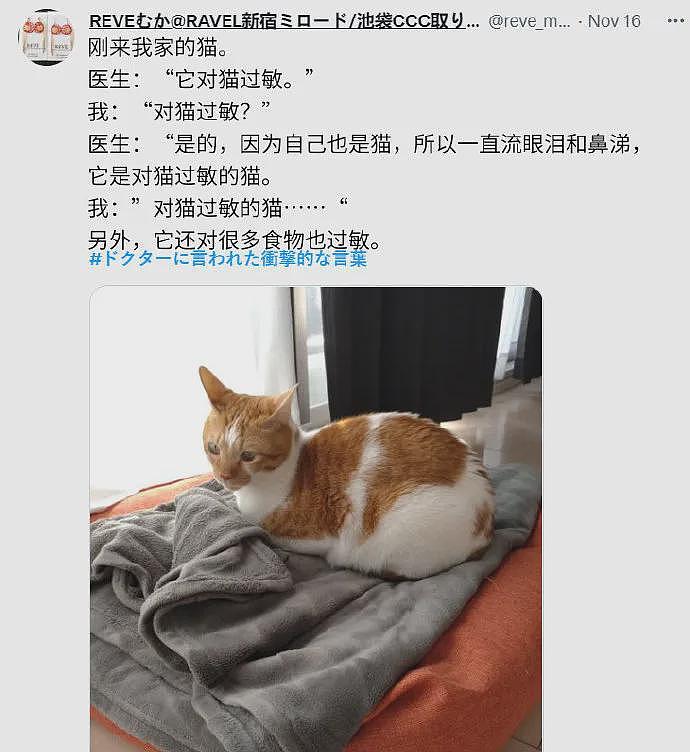 【宠物】网友养二胎猫后，原住猫一直打喷嚏，医生说出真相：它对猫过敏（组图） - 4