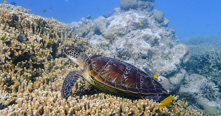 抢救大堡礁！澳洲先拨21亿元翻新水族馆，再砸42亿元改善水质（图） - 1