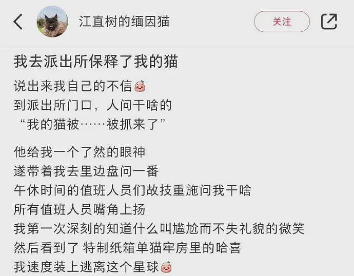 【宠物】猫咪离家出走被网友骂，当它回家时，网友立马反转：以后别说猫嫌家贫了（组图） - 15