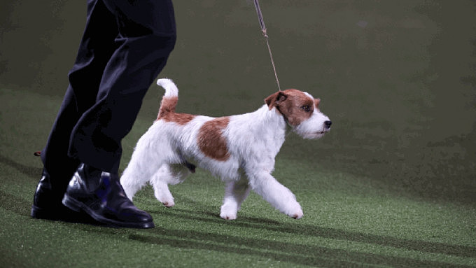 澳洲男放完狗回家中途晕倒！机智犬狂奔找邻居救命（组图） - 1