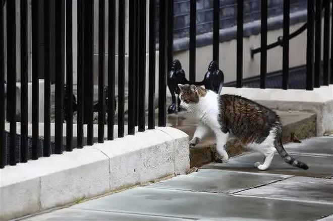 “英国第一猫”已17岁，迎来送往6位首相，官方准备应对其死亡计划（组图） - 4