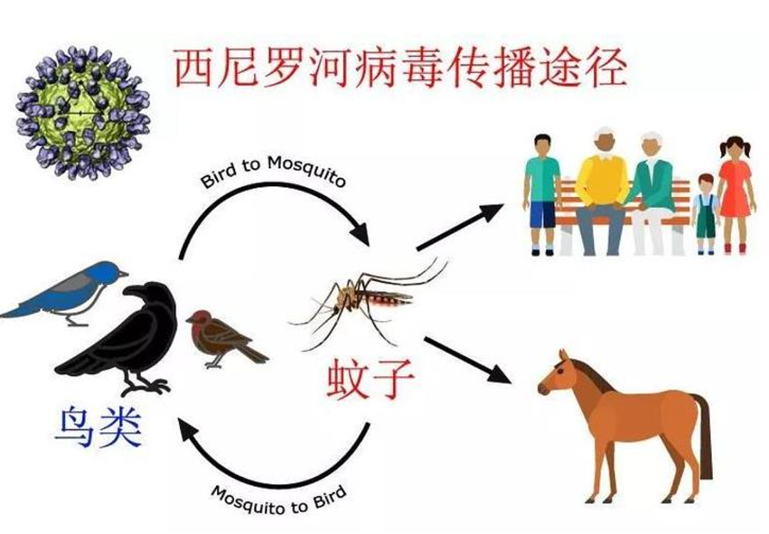 致命病毒来袭，死亡率达30%！多地夜间紧急封锁，历史给了我们什么启示？（组图） - 6