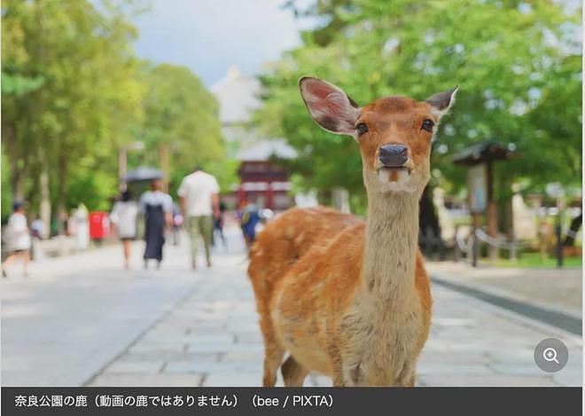 中国游客因“踢”鹿被日本人狂骂，一直笑着说sorry！日本网友却这样说...（组图） - 1