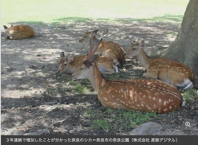 又有中国游客踢奈良鹿！遭日本人怒斥“滚出去”（视频/组图） - 30