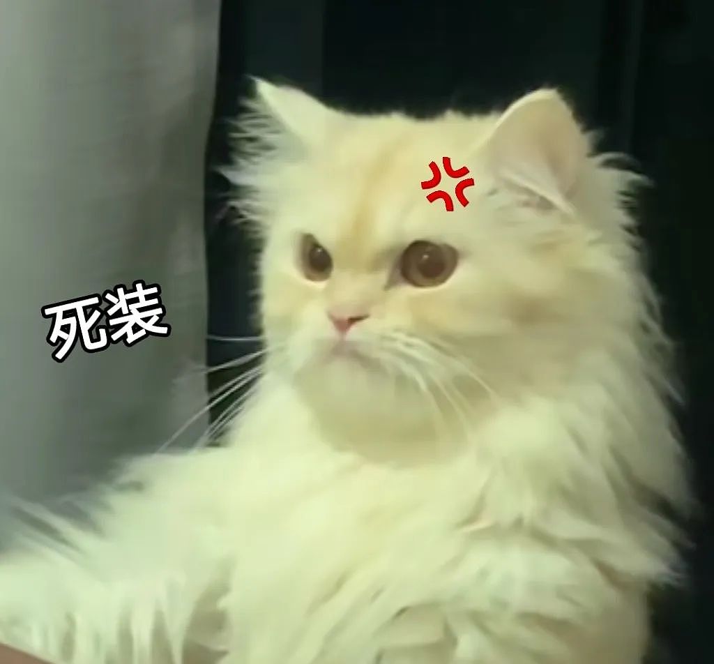 【宠物】猫咪和男友在金店互扇大耳光，开打前还互相鞠躬...网友：好专业的“猫狗大战”（组图） - 11