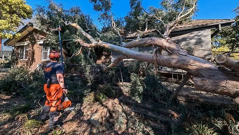 惨死街头！亚裔“宝马男”酒后狂飙213km/h，导致一对夫妇死亡！堪培拉遭破坏性强风，139户家庭受停电影响！（组图） - 4